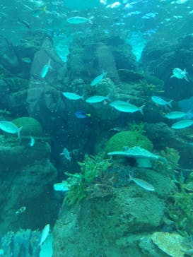 名古屋港水族館に投稿された画像（2024/1/3）