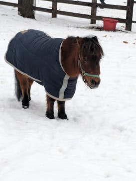 ノーザンホースパークに投稿された画像（2024/1/3）