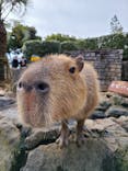 伊豆シャボテン動物公園に投稿された画像（2024/1/3）