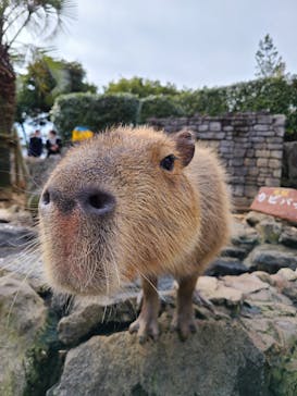 伊豆シャボテン動物公園に投稿された画像（2024/1/3）