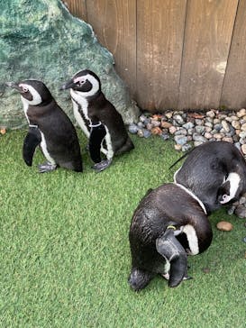 おさるランド＆アニタウン　日光さる軍団劇場に投稿された画像（2024/1/3）