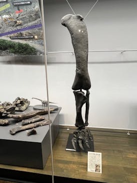 福井県立恐竜博物館に投稿された画像（2024/1/3）