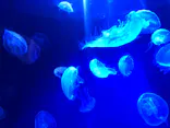 サンシャイン水族館に投稿された画像（2024/1/3）