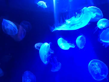 サンシャイン水族館に投稿された画像（2024/1/3）