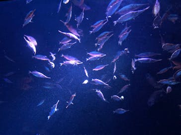 サンシャイン水族館に投稿された画像（2024/1/3）