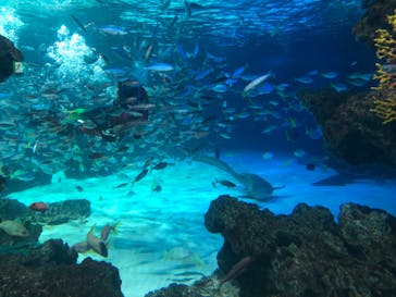 サンシャイン水族館に投稿された画像（2024/1/3）