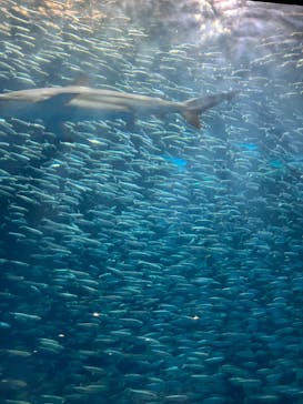 名古屋港水族館に投稿された画像（2024/1/3）