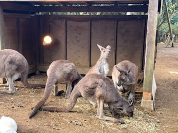 伊豆シャボテン動物公園に投稿された画像（2024/1/3）