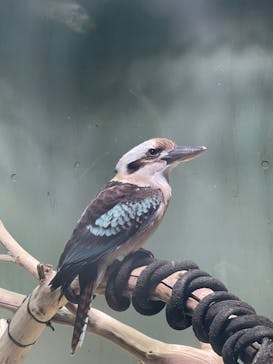 カワスイ 川崎⽔族館に投稿された画像（2024/1/3）