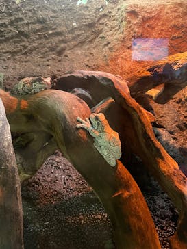 カワスイ 川崎⽔族館に投稿された画像（2024/1/3）