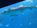 沖縄美ら海水族館に投稿された画像（2024/1/3）