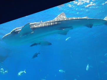 沖縄美ら海水族館に投稿された画像（2024/1/3）