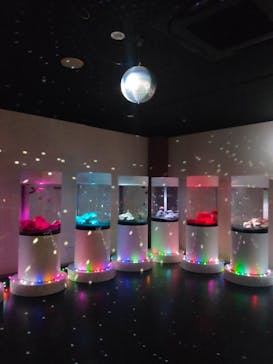 NARA KINGYO MUSEUMに投稿された画像（2024/1/3）