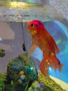 NARA KINGYO MUSEUMに投稿された画像（2024/1/3）