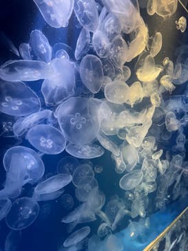 鴨川シーワールドに投稿された画像（2024/1/3）