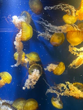 鴨川シーワールドに投稿された画像（2024/1/3）