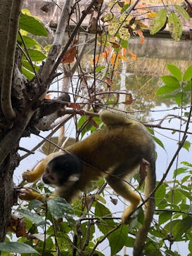 日本モンキーパークに投稿された画像（2024/1/3）