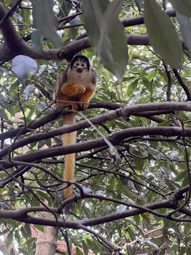日本モンキーパークに投稿された画像（2024/1/3）