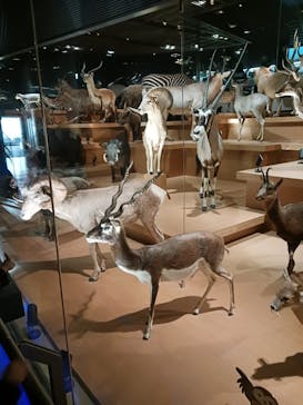 国立科学博物館に投稿された画像（2024/1/3）