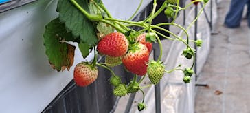 MIGAKI FARMに投稿された画像（2024/1/3）