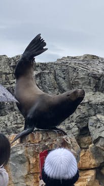 大分マリーンパレス水族館 「うみたまご」に投稿された画像（2024/1/3）