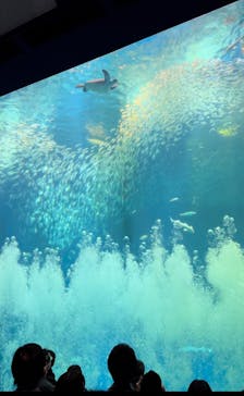 アクアワールド茨城県大洗水族館に投稿された画像（2024/1/3）