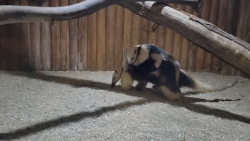 神戸どうぶつ王国に投稿された画像（2024/1/3）