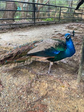 ネオパークオキナワに投稿された画像（2024/1/3）