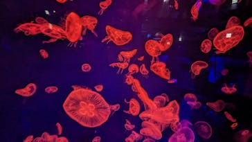 名古屋港水族館に投稿された画像（2024/1/3）