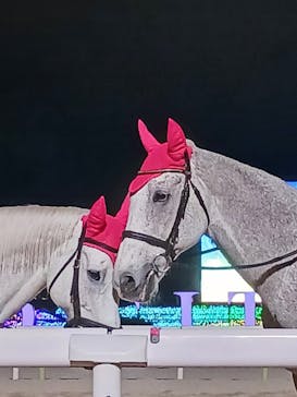 東京メガイルミに投稿された画像（2024/1/3）