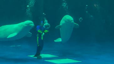 島根県立 しまね海洋館に投稿された画像（2024/1/3）