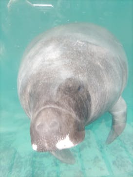 熱川バナナワニ園に投稿された画像（2024/1/3）