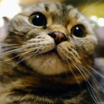 猫カフェモカ　新宿店に投稿された画像（2024/1/3）