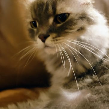 猫カフェモカ　新宿店に投稿された画像（2024/1/3）