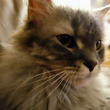 猫カフェモカ　新宿店に投稿された画像（2024/1/3）