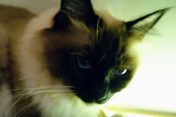 猫カフェモカ　新宿店に投稿された画像（2024/1/3）