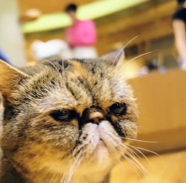 猫カフェモカ　新宿店に投稿された画像（2024/1/3）