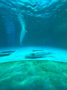 鴨川シーワールドに投稿された画像（2024/1/3）