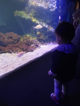 京都水族館に投稿された画像（2024/1/3）