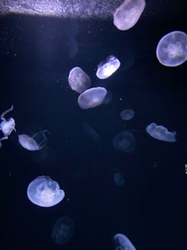 サンシャイン水族館に投稿された画像（2024/1/3）