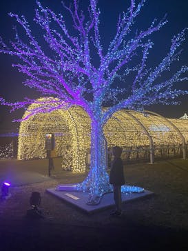 東京メガイルミに投稿された画像（2024/1/3）