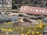伊豆シャボテン動物公園に投稿された画像（2024/1/4）