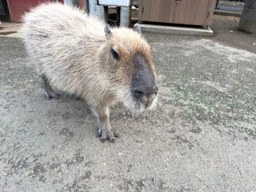 伊豆シャボテン動物公園に投稿された画像（2024/1/3）
