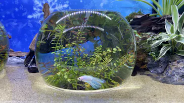 マクセル アクアパーク品川に投稿された画像（2024/1/3）