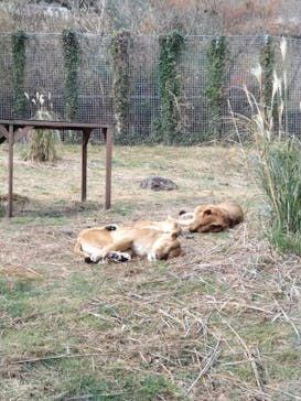 伊豆アニマルキングダムに投稿された画像（2024/1/3）