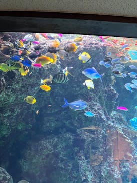 沖縄美ら海水族館に投稿された画像（2024/1/3）