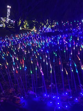 伊豆ぐらんぱる公園に投稿された画像（2024/1/3）