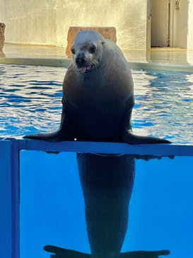 伊豆・三津シーパラダイスに投稿された画像（2024/1/4）