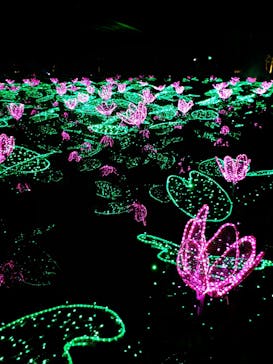 美らヤシパークオキナワ・東南植物楽園に投稿された画像（2024/1/4）