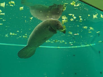 沖縄美ら海水族館（館内体験）に投稿された画像（2024/1/4）